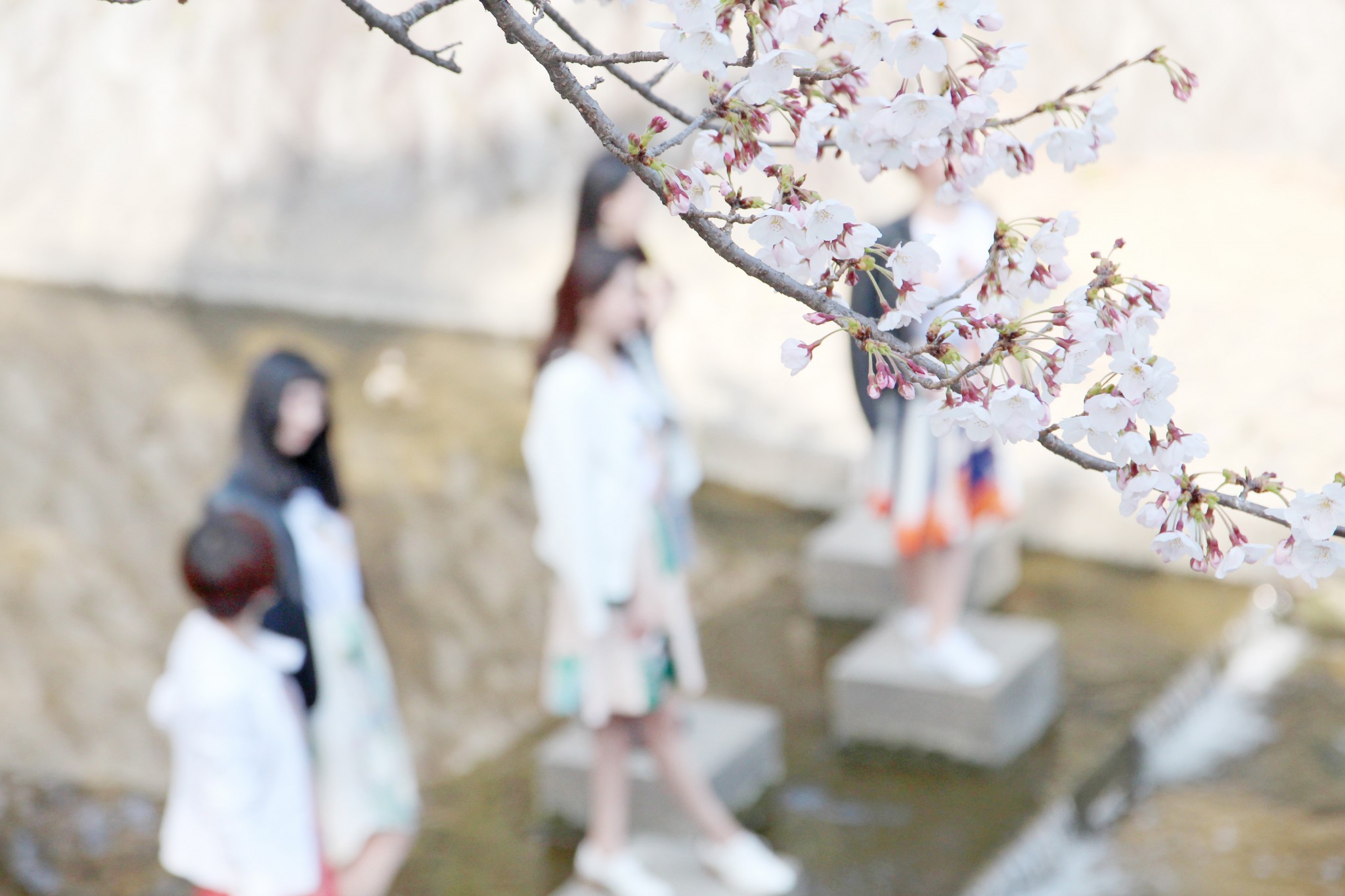 Haru.Guo YUZEN Collection in Sakura Syukugawa